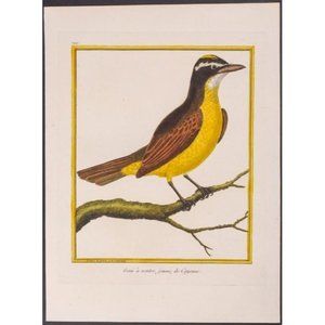 Francois Martinet Chromolithogh - Geay, Bird